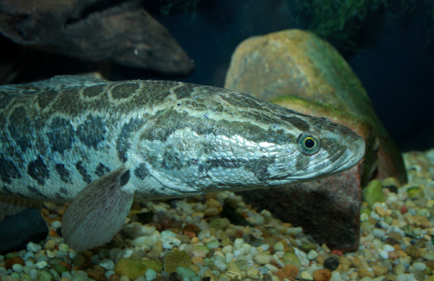 Kanha green snakehead fish